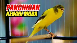 PANCINGAN KENARI MUDA CEPAT BELAJAR BUNYI, KENARI GACOR PANJANG JERNIH