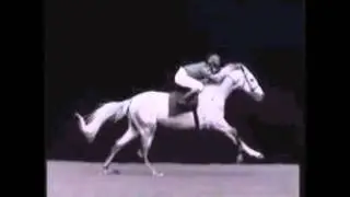 After dark, my sweet - Horses