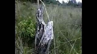 Urutal