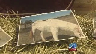K-9 officer charged with animal cruelty