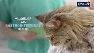 Advance Gastroenteric Cat Gato EN