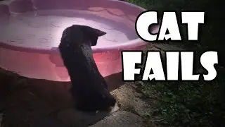 Funny Cats Compilation - Cat Fails and funny videos October 2018