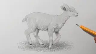 How to Draw a Lamb | Pencil Drawing for Beginners