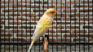 The Legendary Canary Flute Song: Exclusive Training Mix