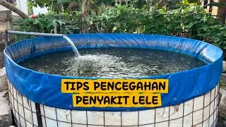4 TIPS FOR PREVENTING CATFISH DISEASES FOR BEGINNERS