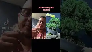 como se trabaja una conifera