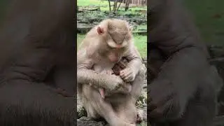 very sweet mom and baby monkey-KATRINA and KENDRA  #feedtomonkey #shorts #monkey #wildlife #animal