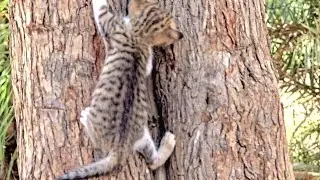 Climbing on.Tree is Big Challenge For  Tiny Innocent Kitten | Helping Poor Kitten to Get Down