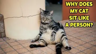 Why Do Cats Sometimes Sit Like Humans?