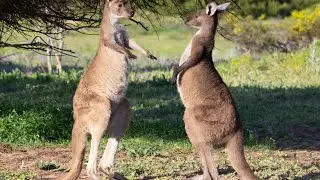 Aldinga Scrub pics