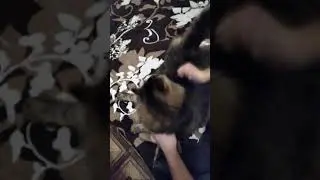 Баба конь