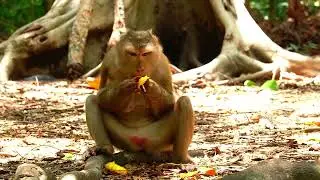 feel joyful to groom grandma, then fill full mango