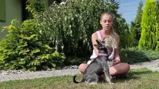 Okiem Sznaucera #1 - Jak nauczyć psa komendy SIAD