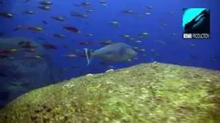 Diving Elephant Head Rock, Similan Islands, Thailand