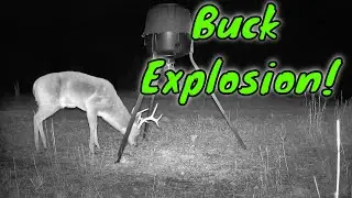 Trail Cam Tuesday