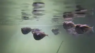 I am obsessed with my Silver Hatchet Fish (Gasteropelecus Levis)