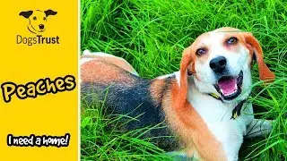 Peaches Is a Super Sweet Beagle Who Loves to Run and Play! | Dogs Trust Ballymena