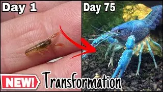 Crayfish growing time lapse day1 to day75 | Aquatix Tech Life