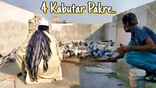 🔥 Day 4 Dhamaka | 120+120 Kabutar Ka Shouq | Zabardast Consistency | Aaj Bhi 4 Kabutar Aye