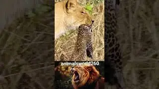 battlefield hunt #animals #animation #animal