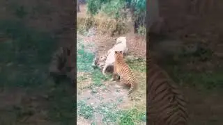 SIBERIAN TIGER VS WHITE TIGER 🤯😱😱