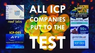 Какая компания ICP заслуживает самого высокого доверия?! 🧐