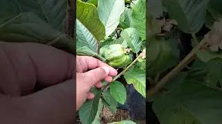 bbit jmbu kristal ptih plibek bsar siap jd indukan #pencintatanaman #tanamanbuah #jambukristalputih