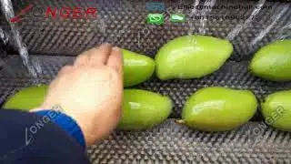 Brush Type Mango Washing and Peeling Machine