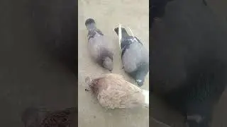 #parrot #birds #pets #funny #fact2fact #mirzafact #factvideo #the #bird #hindifact