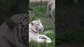 &ldquo;This tiger is so rare that 99% of people will never see it in real life.&rdquo; 🐅#shorts #tiger#animals