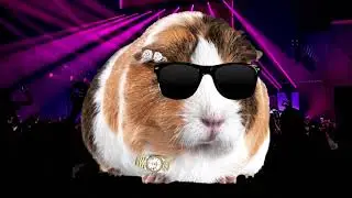 Guinea Pig Type Beat