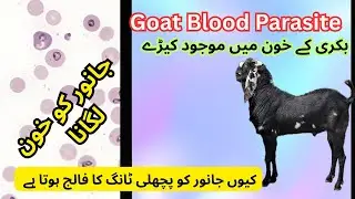 &ldquo;Goat Blood Parasites: Symptoms, Diagnosis & Treatment &ndash; Complete Guide for Farmers   