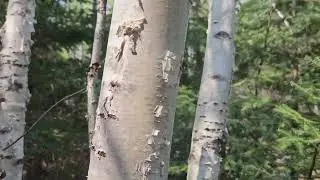 ID that Tree: Paper Birch