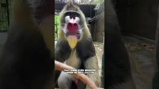 Rainbow Faced Monkey - Mandrill