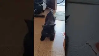 Our female cat is in heat 🥵 #catvideos #cats #catshorts  #subscribetomychannel #catparenting
