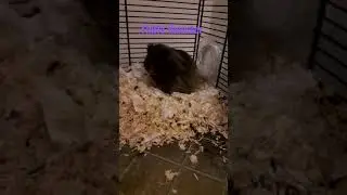 Black Fluffy Hamster 🐹