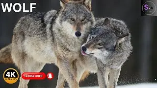 Wolf video Beautiful Wolf video || 4K ULTRA HD || 2024