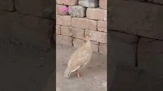 silver teetar awaaz | silver teetar pair sound | Irani teetar kee boli #birds #teetarawaz