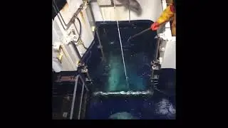 Merluza negra, KERGUELEN isl.