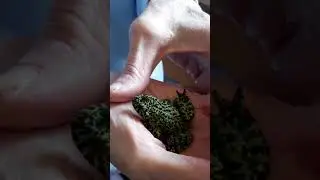 Wild Science - Fire-bellied toad - Froskar- Gr&aelig;nn froskur - Froskar