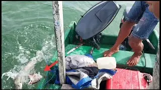 Pace ketakutan😬 saat ikan Besar ini datang menyambar umpan