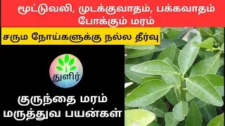 மூட்டுவலி, கீழ்வாதம், முடக்குவாதம் போக்கும் மரம் || குருந்தை மரம் || Atalantia monophylla || துளிர்