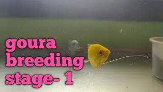 gourami fish breeding series epi-2 stage -1 np Tamil #fish#breeding