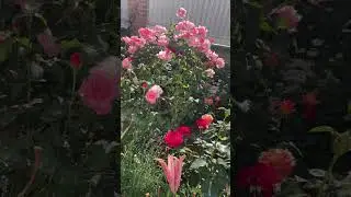 Большой розарий