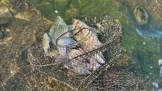 10/7/23 advertising kastmasters on whitebass for folks who never used it before..prime example