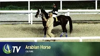 Arabian Horse | Culture
