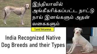 Native India Dog Breeds in Tamil || Tamil Velanmai
