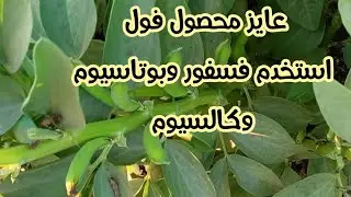 “لو الفوسفور والبوتاسيوم والكالسيوم مش مظبوطين… متستناش فول” 🔥 يبقى لازم تعرف بيعملوا ايه للفول