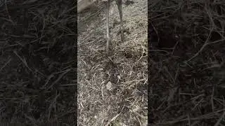 Look at these legs!!! #emu #claws #birds