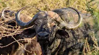 African Cape Buffalo Habitat